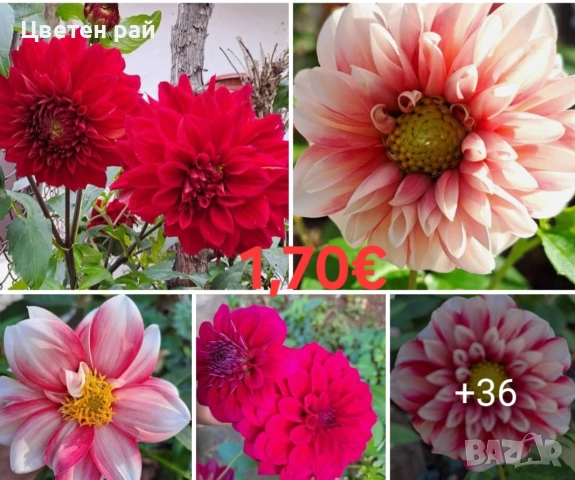 Луковици и грудки на лилиуми, далии и канни , снимка 2 - Градински цветя и растения - 53450111