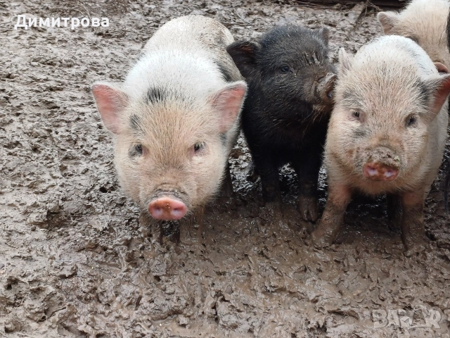 Виетнамски прасета, снимка 14 - Прасета - 51691763