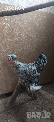 Джинки , снимка 3 - други­ - 53397100