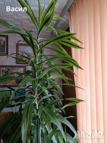 продавам драцени за офис и дом с височина до 2.70м, снимка 3 - Декорация за дома - 53528125