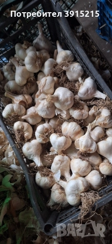 Български чесън.Имам и пролетен., снимка 6 - Домашни продукти - 52330286