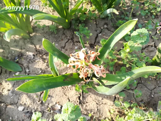 ЗЮМБЮЛ 25ЛВ ЗА ЕДИН В САКСИЯ С ПОЧВА 1104250530, снимка 15 - Градински цветя и растения - 49853465