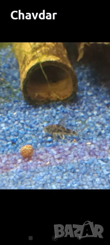 Коридорас палеатус 