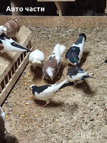 пазарджишки високолетачи със добри постижения , снимка 14 - Гълъби - 49029535