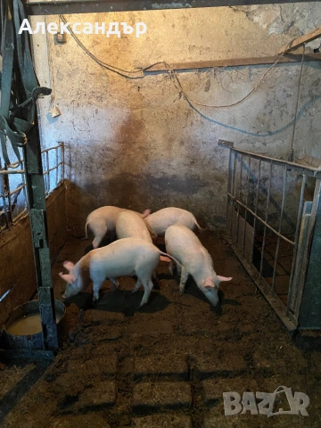 Продаваме малки прасенца, снимка 2 - Прасета - 53152625
