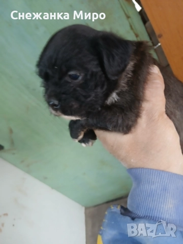 френски булдог, снимка 8 - Френски булдог - 52639016