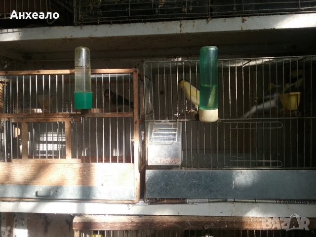 Продавам певчески канари, снимка 12 - Канари - 26796085