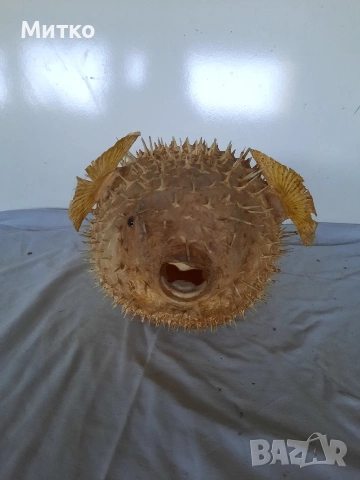 Бодлива риба или риба балон за декорация