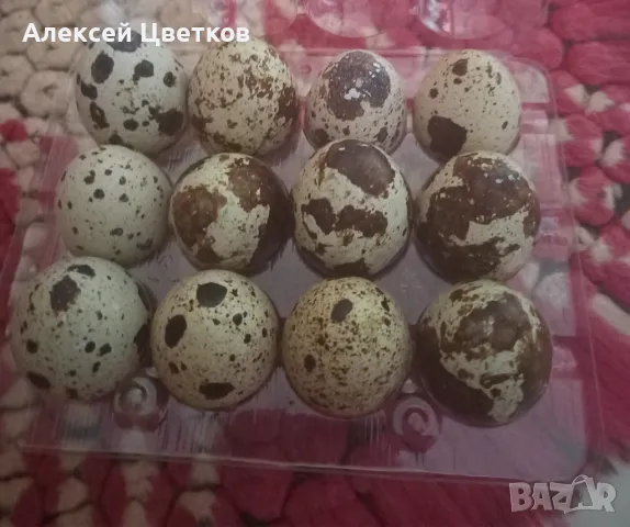 Яйца от пъдпъдъци