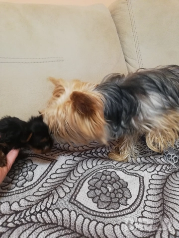 Йоркширски териер, снимка 7 - Йоркширски териер - 52866279