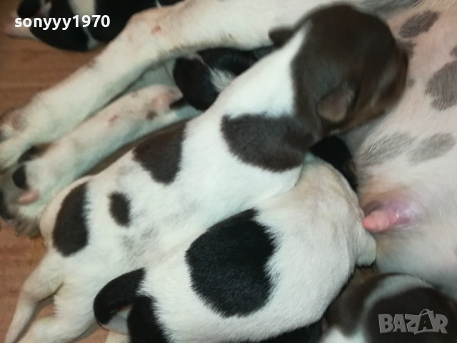 ДЖАК РЪСЕЛ 1808251737, снимка 12 - Джак ръсел териер - 51407475