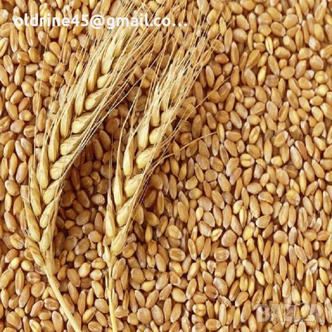 качествена пшеница, снимка 2 - Други - 43936829