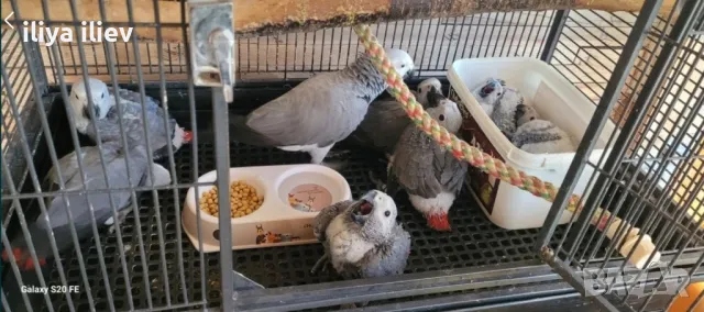 Бебета Кралско Жако , снимка 1