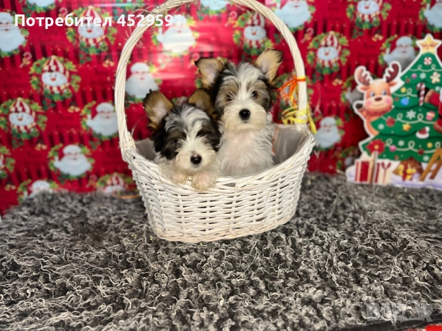 Бивер Бивър йорки йоркширски териер