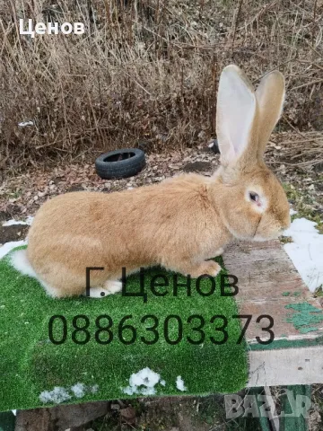 Продавам зайци великани, снимка 7 - Други - 49729000