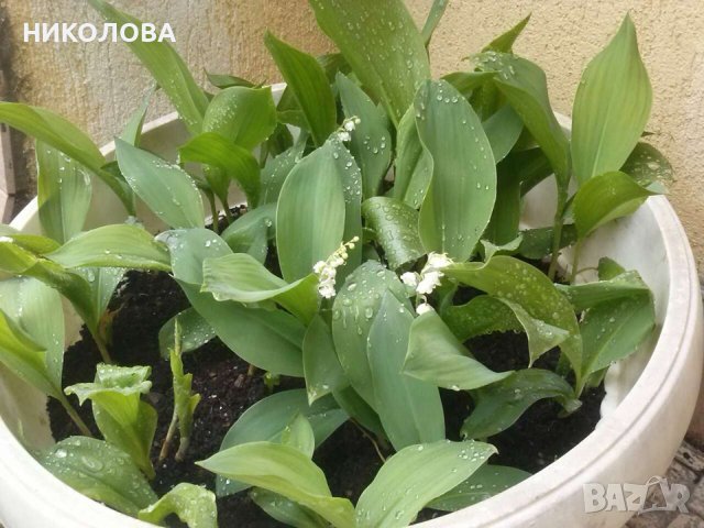 МОМИНА СЪЛЗА, снимка 1 - Градински цветя и растения - 43151427