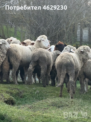 Североизточнобългарска тънкорунна 35 броя, снимка 6 - Овце - 52132645