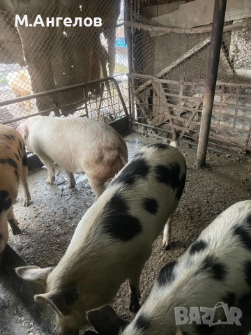 Прасета, снимка 7 - Прасета - 52810169