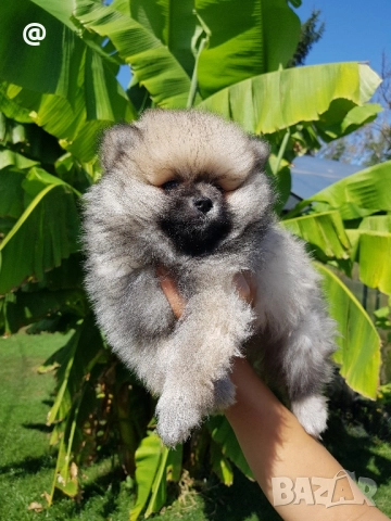 Померан померанчета свободни!, снимка 10 - Померан - 51699800