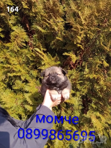 Померански Шпицове, снимка 3 - Немски шпиц - 53486751