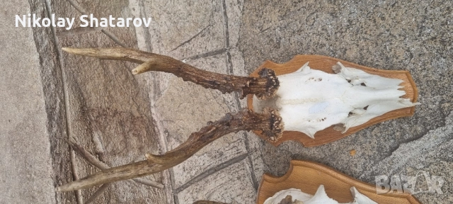 трофеи от съръндак, снимка 4 - Декорация за дома - 51708229