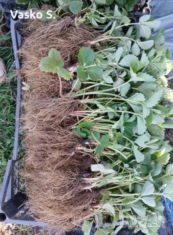 🍓 ПРОИЗВОДСТВО И ПРОДАЖБА НА РАЗСАД ЯГОДИ И МАЛИНИ  Предлагаме качествен разсад ягоди от сортовете:, снимка 2 - Разсади - 53542195