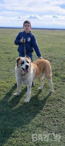 Продавам Сао алабай , снимка 2 - Алабай - 53428214