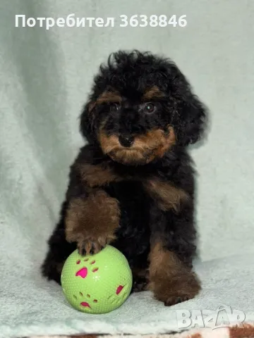 Той пудел, снимка 3 - Пудели - 50148682