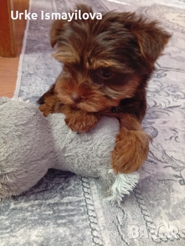 Мини йоркширски териер 