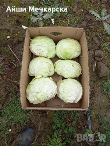 Продавам зеле Чиърс на едро , снимка 3 - Други - 52086423