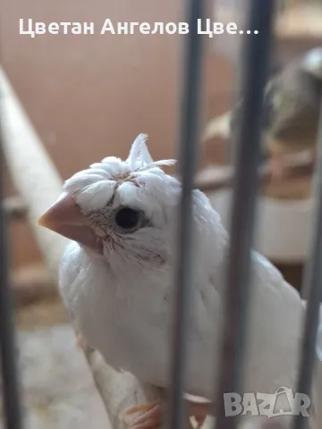 продавам японски амадини , снимка 16 - Амадини - 48494987