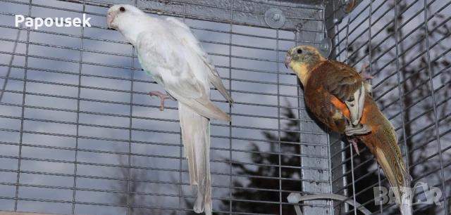 Пойни Папагали, снимка 10 - Папагали - 50581309