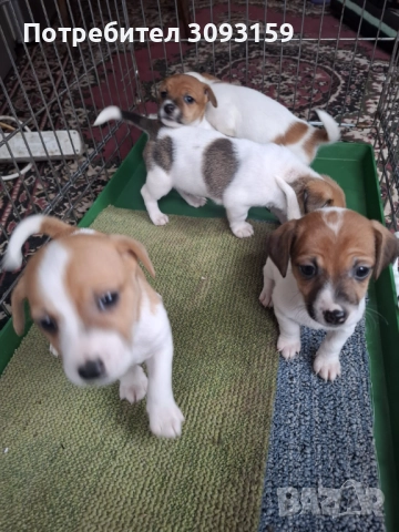 Продавам  , снимка 4 - Джак ръсел териер - 52794264