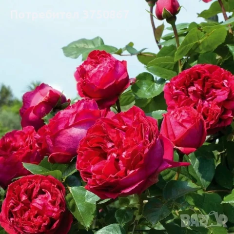 🌹РОЗА 🌹Gpt Red Eden Rose® (Eric Tabarly®) 🌹, снимка 2 - Градински цветя и растения - 51135670