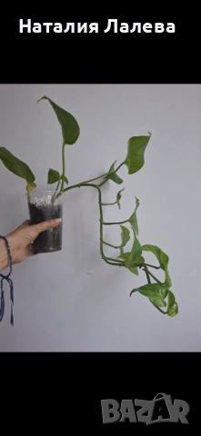 Епипремнум, epipremnum Marble Green, снимка 3 - Стайни растения - 51818772