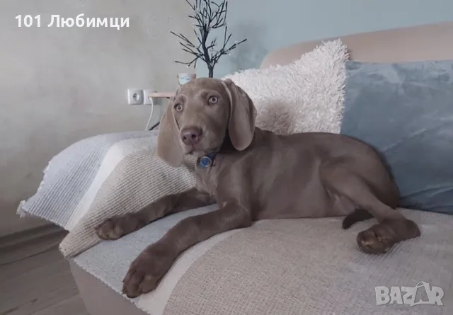 Ваймарански птичари, снимка 2 - Ваймаранер - 47449305