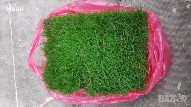 чим от бившия стадион на ЦСКА Българска Армия, снимка 2 - Антикварни и старинни предмети - 52314142