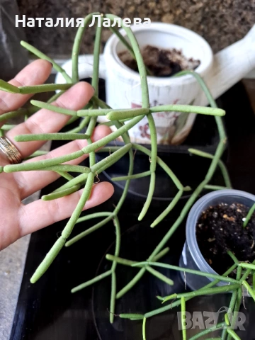 Рипсалис, rhipsalis grandiflora