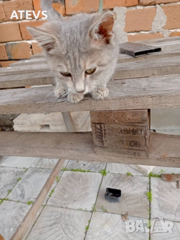 Малко коте търси дом!