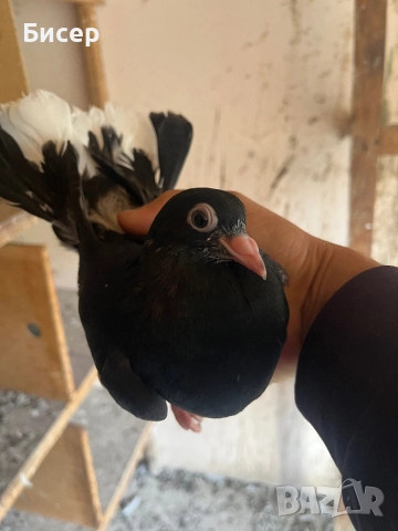 Търговишки гълъби, снимка 11 - Гълъби - 52495923