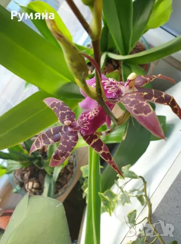 Орхидея Камбрия, снимка 3 - Градински цветя и растения - 47259812