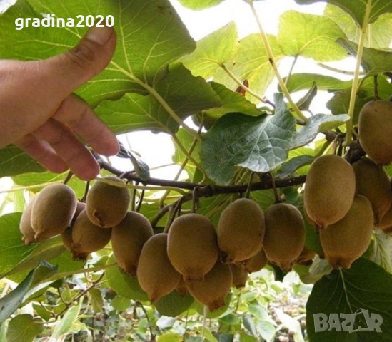 Киви Голд-Златно киви, снимка 3 - Градински цветя и растения - 28817698