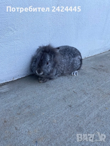 Декоративно зайче, снимка 2 - Декоративни зайчета - 53260330