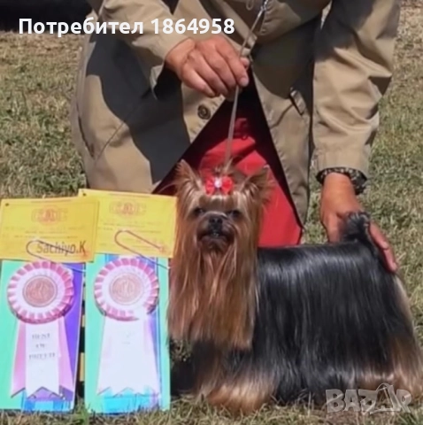 Мини Йорки РАЗПЛОД