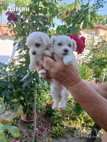 малтийска болонка , снимка 1