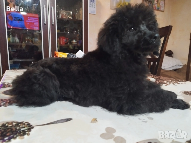 Мини пудел, снимка 13 - Пудели - 52673460