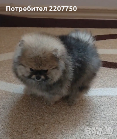 продавам померан , снимка 3 - Померан - 53388816