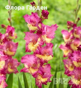 ГЛОКСИНИЯ и ГЛАДИОЛ - Грудки/ПРЕДВАРИТЕЛНИ ПОРЪЧКИ, снимка 11 - Сортови семена и луковици - 49236279