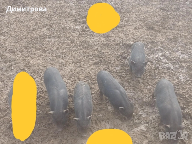 Разменям виетнамски прасета за други животни или зърно, снимка 10 - Прасета - 52406042