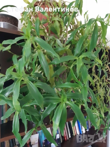 Ароматна кализия- стайно растение с множество лечебни свойства , снимка 8 - Градински цветя и растения - 51869482